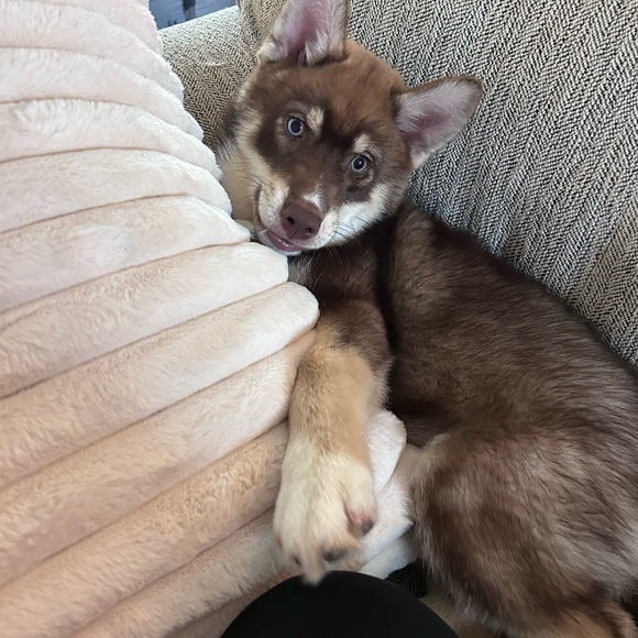 Meet Your Posher - Picture 6 of 6